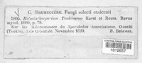 Curvularia ravenelii image